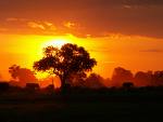 africa savana